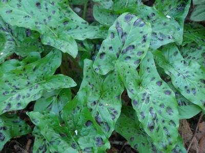 Arum maculatum 'Fletcher'